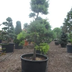 Grove Den Als Bonsai (Pinus Sylvestris) -Aanbiedingen Tuin Verrassing Winkel pinus sylvestris bonsai c1000