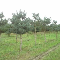 Grove Den (Pinus Sylvestris) -Aanbiedingen Tuin Verrassing Winkel pinus sylvestris opstam
