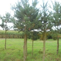 Grove Den (Pinus Sylvestris) -Aanbiedingen Tuin Verrassing Winkel pinus sylvestris opstam 20 25 1