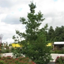 Treurden (Pinus Wallichiana) -Aanbiedingen Tuin Verrassing Winkel pinus wallichiana 1