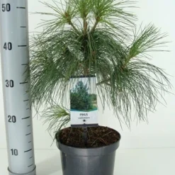 Treurden (Pinus Wallichiana) -Aanbiedingen Tuin Verrassing Winkel pinus wallichiana c3 m 1