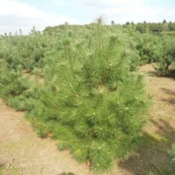 Grove Den, Solitair (Pinus Sylvestris) -Aanbiedingen Tuin Verrassing Winkel pinussylv 125 150 13 9 2014 1