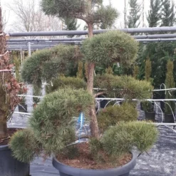 Grove Den Als Bonsai (Pinus Sylvestris) -Aanbiedingen Tuin Verrassing Winkel pinussylvestrisbonsai01