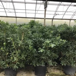 Australische Laurier (Pittosporum Tobira) -Aanbiedingen Tuin Verrassing Winkel pittosporum 1