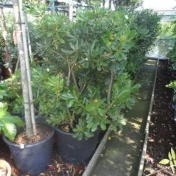 Australische Laurier (Pittosporum Tobira) -Aanbiedingen Tuin Verrassing Winkel pittosporum tobira 100 125 c50