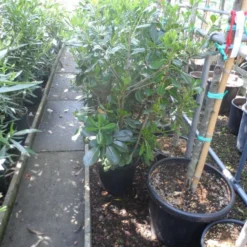 Australische Laurier (Pittosporum Tobira) -Aanbiedingen Tuin Verrassing Winkel pittosporum tobira c10