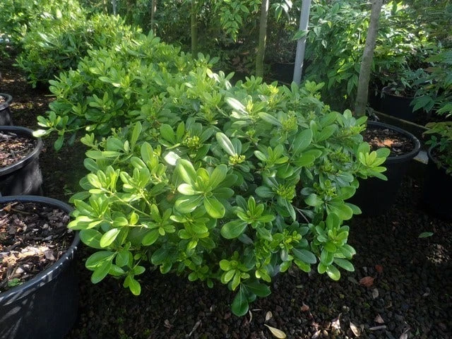Australische Laurier (Pittosporum Tobira 'Nanum') 4 Australische Laurier (Pittosporum Tobira 'Nanum') - Afbeelding 4