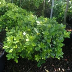 Australische Laurier (Pittosporum Tobira 'Nanum') -Aanbiedingen Tuin Verrassing Winkel pittosporum tobira nanum c10