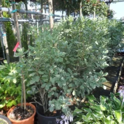 Australische Laurier (Pittosporum Tobira 'Variegatum') 8 Australische Laurier (Pittosporum Tobira 'Variegatum') -Aanbiedingen Tuin Verrassing Winkel pittosporum tobira variegatum 100 125 c35 50