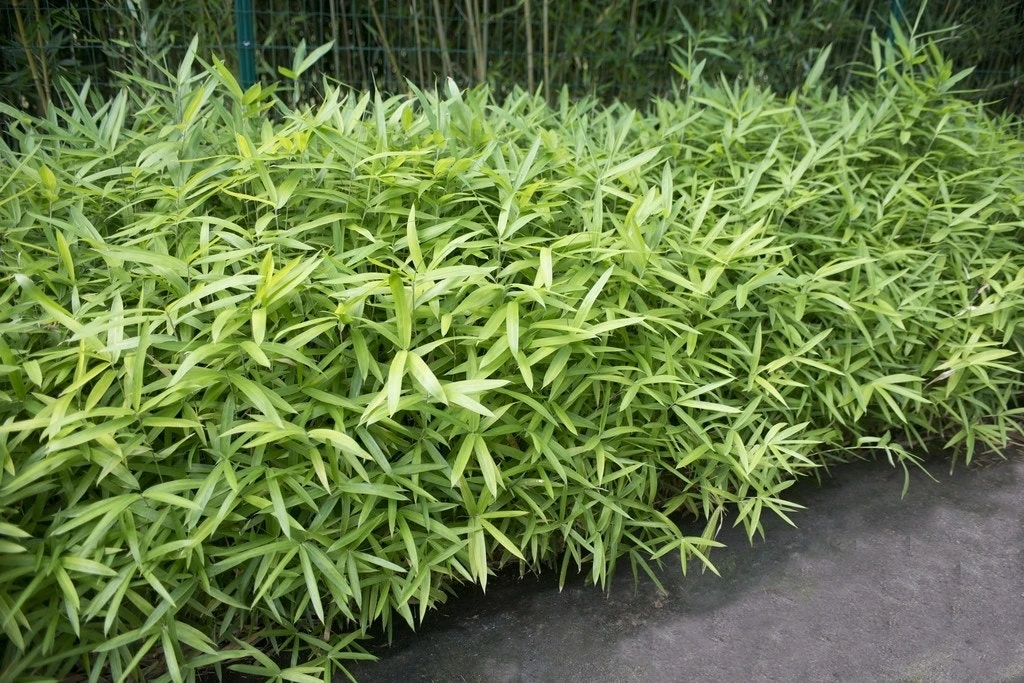 Bamboe (Pleioblastus Pumilus) 1 Bamboe (Pleioblastus Pumilus)