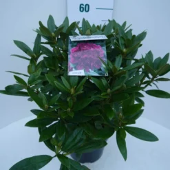 Rhododendron (Rhododendron 'Polarnacht') -Aanbiedingen Tuin Verrassing Winkel polarnacht c5 zij