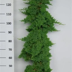 Jeneverbes (Juniperus Procumbens 'Nana') -Aanbiedingen Tuin Verrassing Winkel procumbensnana100 125 1