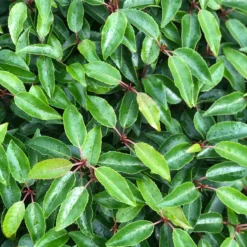 Portugese Laurier Als Grote Bolvorm (Prunus Lusitanica 'Angustifolia') 11 Portugese Laurier Als Grote Bolvorm (Prunus Lusitanica 'Angustifolia') -Aanbiedingen Tuin Verrassing Winkel prunus l. angustifolia blad