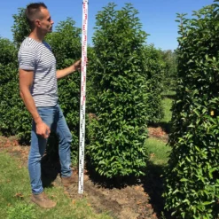 Grote Portugese Laurier (Prunus Lusitanica 'Angustifolia') -Aanbiedingen Tuin Verrassing Winkel prunus l ang 175200