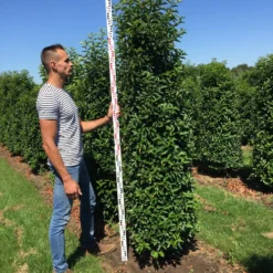 Grote Portugese Laurier (Prunus Lusitanica 'Angustifolia') -Aanbiedingen Tuin Verrassing Winkel prunus l ang 200250