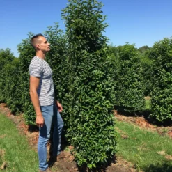 Grote Portugese Laurier (Prunus Lusitanica 'Angustifolia') -Aanbiedingen Tuin Verrassing Winkel prunus l ang 200250 2