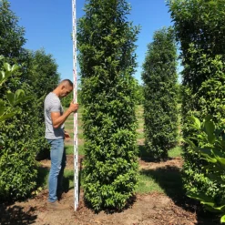 Grote Portugese Laurier (Prunus Lusitanica 'Angustifolia') -Aanbiedingen Tuin Verrassing Winkel prunus l ang 300350