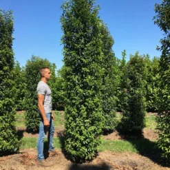 Grote Portugese Laurier (Prunus Lusitanica 'Angustifolia') -Aanbiedingen Tuin Verrassing Winkel prunus l ang 350400