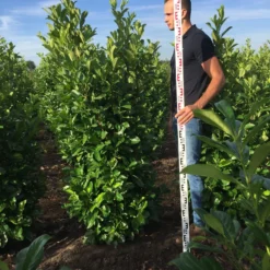 Grote Laurierkers (Prunus Laurocerasus 'Rotundifolia') -Aanbiedingen Tuin Verrassing Winkel prunus l rot 175200