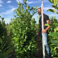 Grote Laurierkers (Prunus Laurocerasus 'Rotundifolia') -Aanbiedingen Tuin Verrassing Winkel prunus l rot 200225