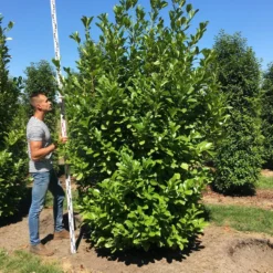 Grote Laurierkers (Prunus Laurocerasus 'Rotundifolia') -Aanbiedingen Tuin Verrassing Winkel prunus l rot 250300 x 100 150 br