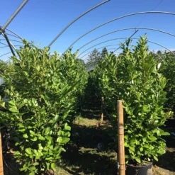 Grote Laurierkers (Prunus Laurocerasus 'Rotundifolia') -Aanbiedingen Tuin Verrassing Winkel prunus laur. rotundifolia h160180cm