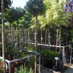 Laurierkers Op Stam (Prunus Laurocerasus 'Otto Luyken') -Aanbiedingen Tuin Verrassing Winkel prunus laurocerasus otto luyken 8 10 12ho cont