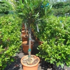 Laurierkers Op Stam (Prunus Laurocerasus 'Otto Luyken') -Aanbiedingen Tuin Verrassing Winkel prunus laurocerasus otto luyken 80stam c25