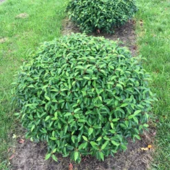 Portugese Laurier Als Grote Bolvorm (Prunus Lusitanica 'Angustifolia') 8 Portugese Laurier Als Grote Bolvorm (Prunus Lusitanica 'Angustifolia') -Aanbiedingen Tuin Verrassing Winkel prunus lus. angustifolia bol