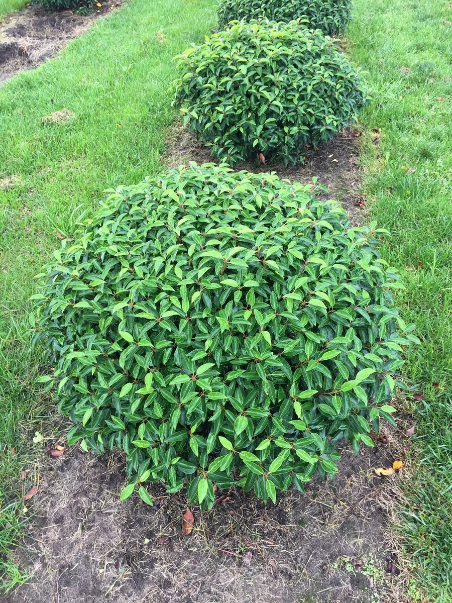 Portugese Laurier Als Grote Bolvorm (Prunus Lusitanica 'Angustifolia') 3 Portugese Laurier Als Grote Bolvorm (Prunus Lusitanica 'Angustifolia') - Afbeelding 3