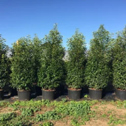 Grote Portugese Laurier (Prunus Lusitanica 'Angustifolia') -Aanbiedingen Tuin Verrassing Winkel prunus lus. angustifolia h160180cm