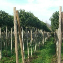 Portugese Laurier Als Boom (Prunus Lusitanica 'Angustifolia') -Aanbiedingen Tuin Verrassing Winkel prunus lusitanica
