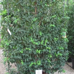 Portugese Laurier Als Leivorm (Prunus Lusitanica 'Angustifolia') -Aanbiedingen Tuin Verrassing Winkel prunus lusitanica 110x180 leivorm 3