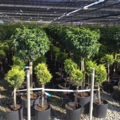 Portugese Laurier Op Stam (Prunus Lusitanica 'Angustifolia') -Aanbiedingen Tuin Verrassing Winkel prunus lusitanica 80cm stam