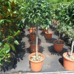 Portugese Laurier Als Boom (Prunus Lusitanica) -Aanbiedingen Tuin Verrassing Winkel prunus lusitanica 80stam c25