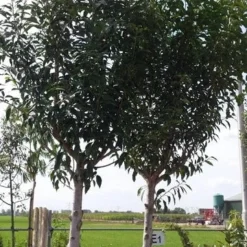 Portugese Laurier Als Boom (Prunus Lusitanica) -Aanbiedingen Tuin Verrassing Winkel prunus lusitanica als boom01 1