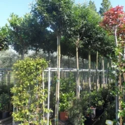 Portugese Laurier Als Boom (Prunus Lusitanica 'Angustifolia') -Aanbiedingen Tuin Verrassing Winkel prunus lusitanica angustifolia