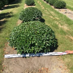 Portugese Laurier Als Grote Bolvorm (Prunus Lusitanica 'Angustifolia') 10 Portugese Laurier Als Grote Bolvorm (Prunus Lusitanica 'Angustifolia') -Aanbiedingen Tuin Verrassing Winkel prunus lusitanica angustifolia 100 cm breed bol drkl