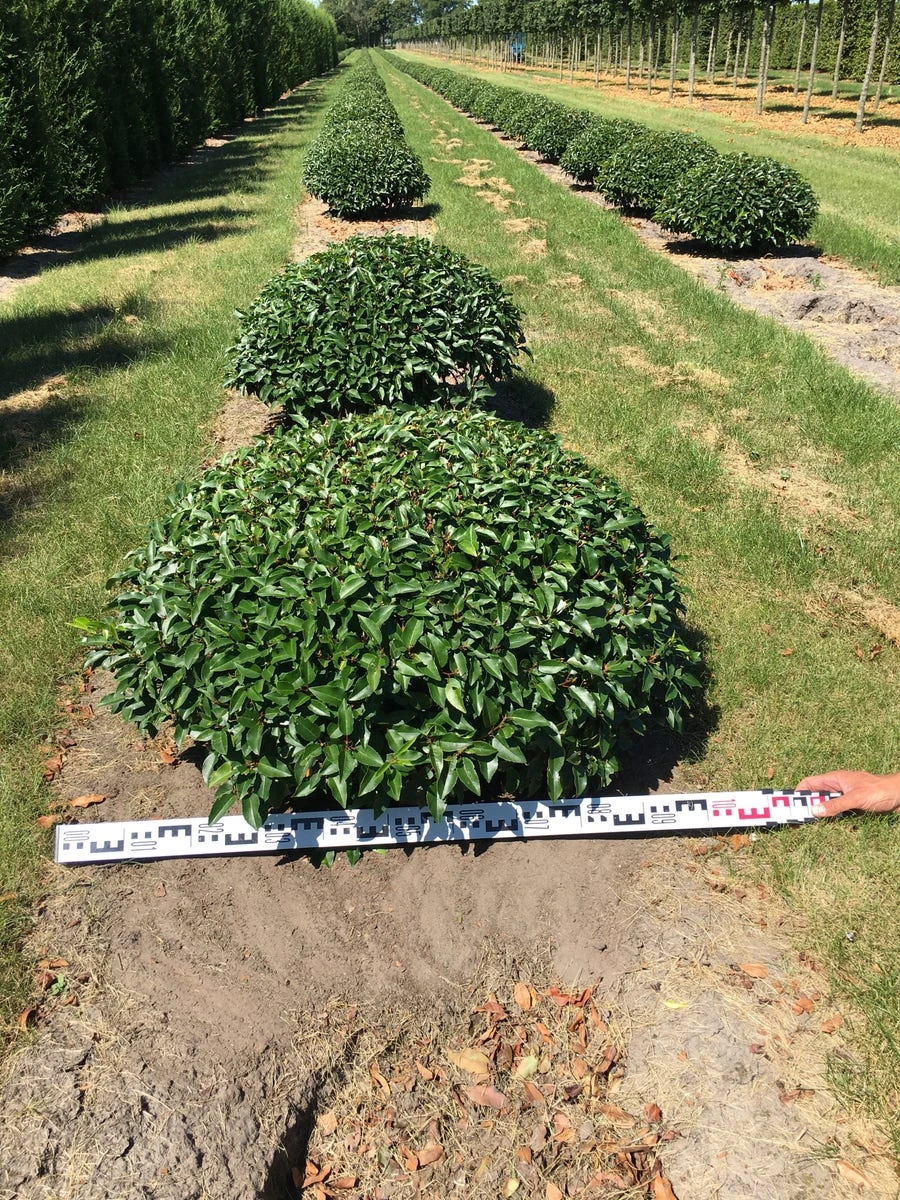 Portugese Laurier Als Grote Bolvorm (Prunus Lusitanica 'Angustifolia') 5 Portugese Laurier Als Grote Bolvorm (Prunus Lusitanica 'Angustifolia') - Afbeelding 5