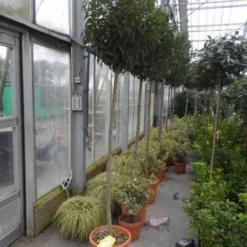 Portugese Laurier Als Boom (Prunus Lusitanica 'Angustifolia') -Aanbiedingen Tuin Verrassing Winkel prunus lusitanica angustifolia 150stam c25