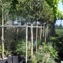 Portugese Laurier Als Boom (Prunus Lusitanica 'Angustifolia') -Aanbiedingen Tuin Verrassing Winkel prunus lusitanica angustifolia 150stam c35