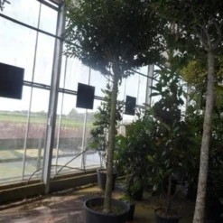 Portugese Laurier Als Boom (Prunus Lusitanica 'Angustifolia') -Aanbiedingen Tuin Verrassing Winkel prunus lusitanica angustifolia 16 18ho c90