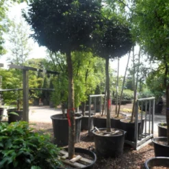 Portugese Laurier Als Boom (Prunus Lusitanica 'Angustifolia') -Aanbiedingen Tuin Verrassing Winkel prunus lusitanica angustifolia 18 20 ho c130