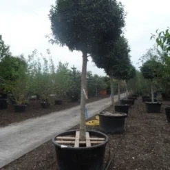 Portugese Laurier Als Boom (Prunus Lusitanica 'Angustifolia') -Aanbiedingen Tuin Verrassing Winkel prunus lusitanica angustifolia 30 35ho c450