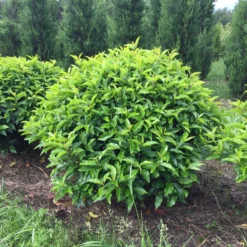 Portugese Laurier Als Grote Bolvorm (Prunus Lusitanica 'Angustifolia') 9 Portugese Laurier Als Grote Bolvorm (Prunus Lusitanica 'Angustifolia') -Aanbiedingen Tuin Verrassing Winkel prunus lusitanica angustifolia 90 cm breed bol drkl