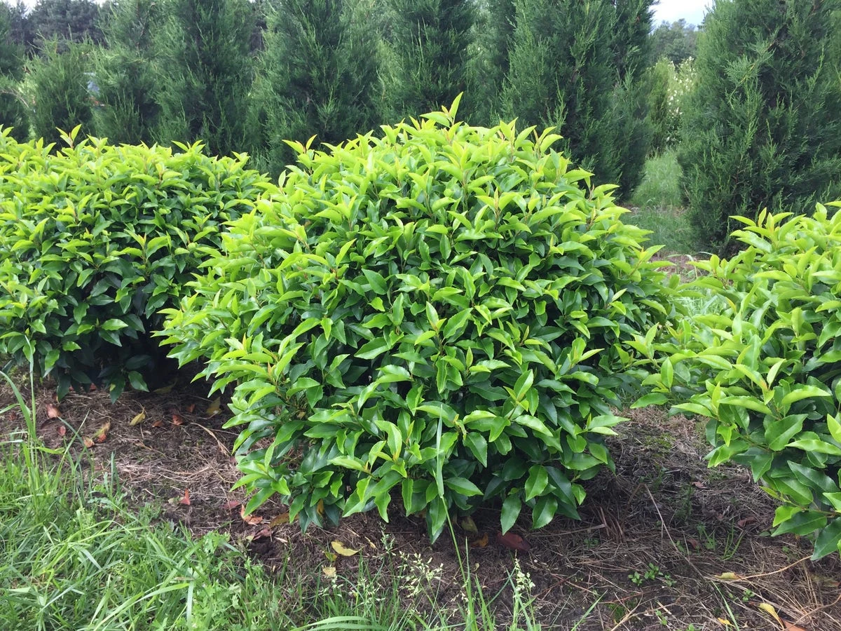 Portugese Laurier Als Grote Bolvorm (Prunus Lusitanica 'Angustifolia') 4 Portugese Laurier Als Grote Bolvorm (Prunus Lusitanica 'Angustifolia') - Afbeelding 4
