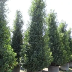 Portugese Laurier, Piramide (Prunus Lusitanica ) -Aanbiedingen Tuin Verrassing Winkel prunus lusitanica piramide