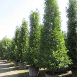 Portugese Laurier, Piramide (Prunus Lusitanica ) -Aanbiedingen Tuin Verrassing Winkel prunus lusitanica piramide 2