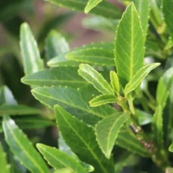 Laurierkers (Prunus Laurocerasus 'Sofia')