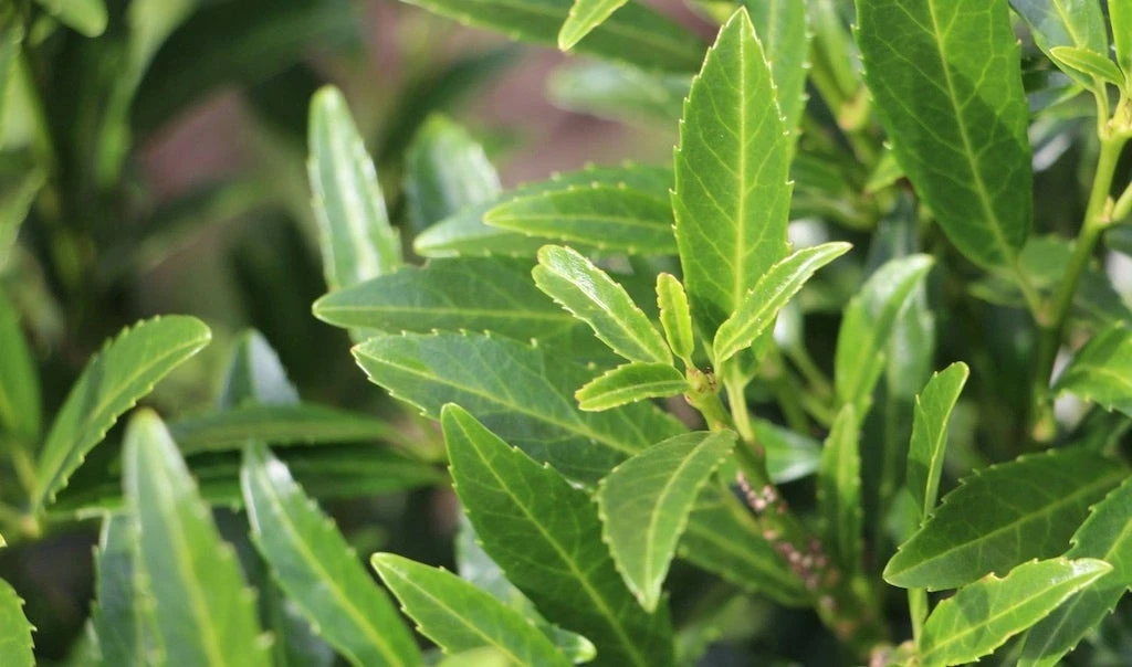 Laurierkers (Prunus Laurocerasus 'Sofia') 1 Laurierkers (Prunus Laurocerasus 'Sofia')